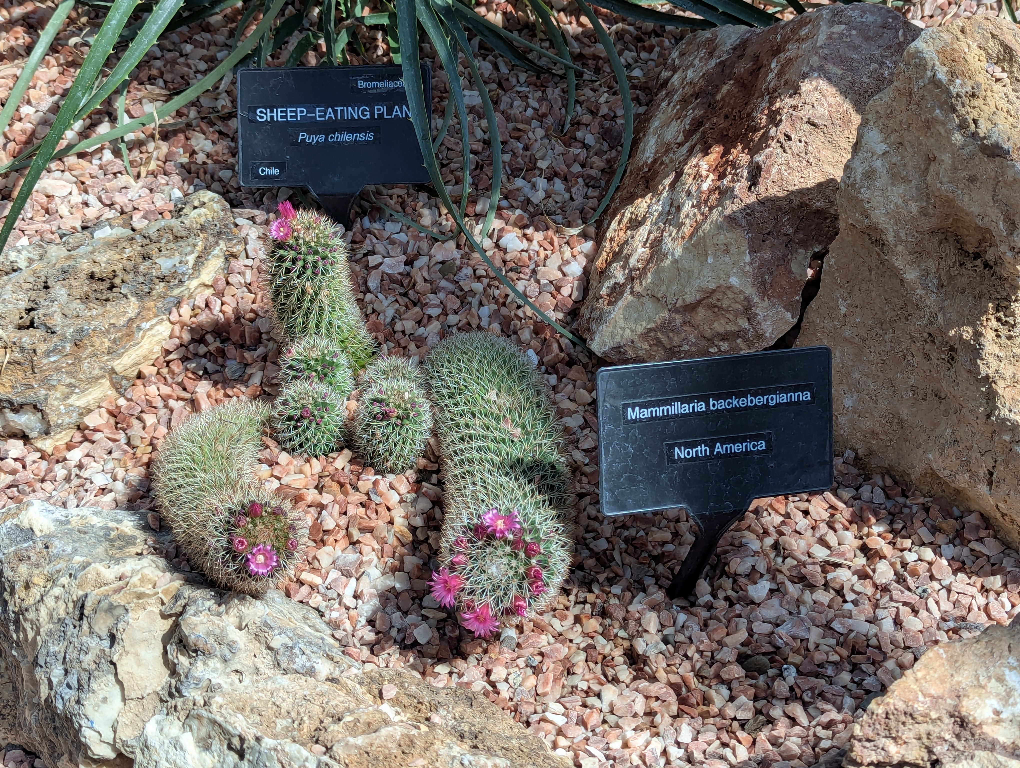 Birthday Trip to Canada, Edmonton, Pyramids, Muttart Observatory